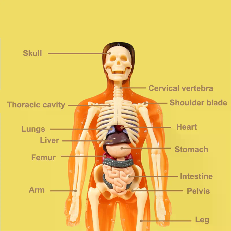 Modelo Científico de Anatomia  - Kids Education Kit avaliação e preço